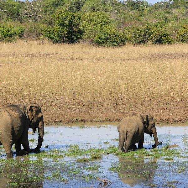 Les éléphants du Sri Lanka à rencontrer lors d'un voyage en famille