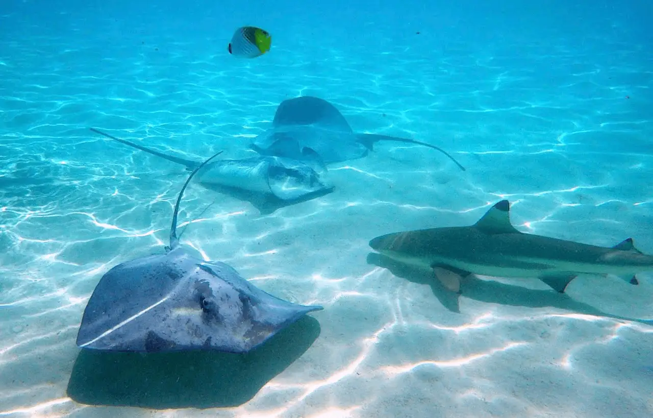 Voyage dans le Pacifique – Des raies et des requins nageant dans l'eau turquoise et cristalline d'un lagon à Moorea en Polynésie française.