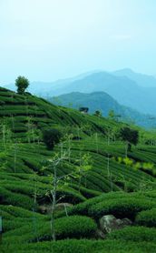 Voyage à Taïwan – La culture du thé à Taïwan