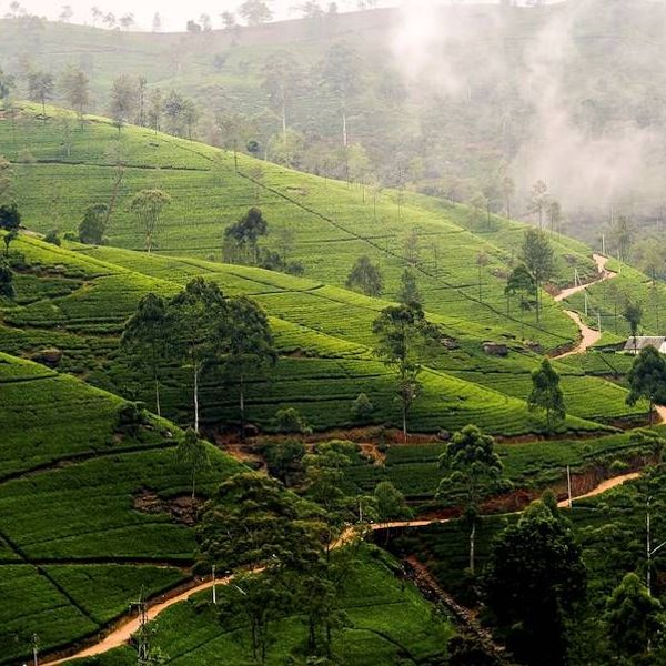 Teeerlebnis und Zugfahrt durch das Hochland nach Ella