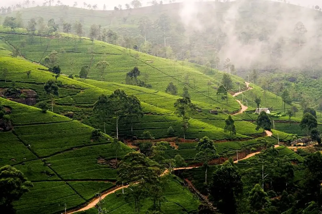Plantations de thé dans les montagnes du Sri Lanka