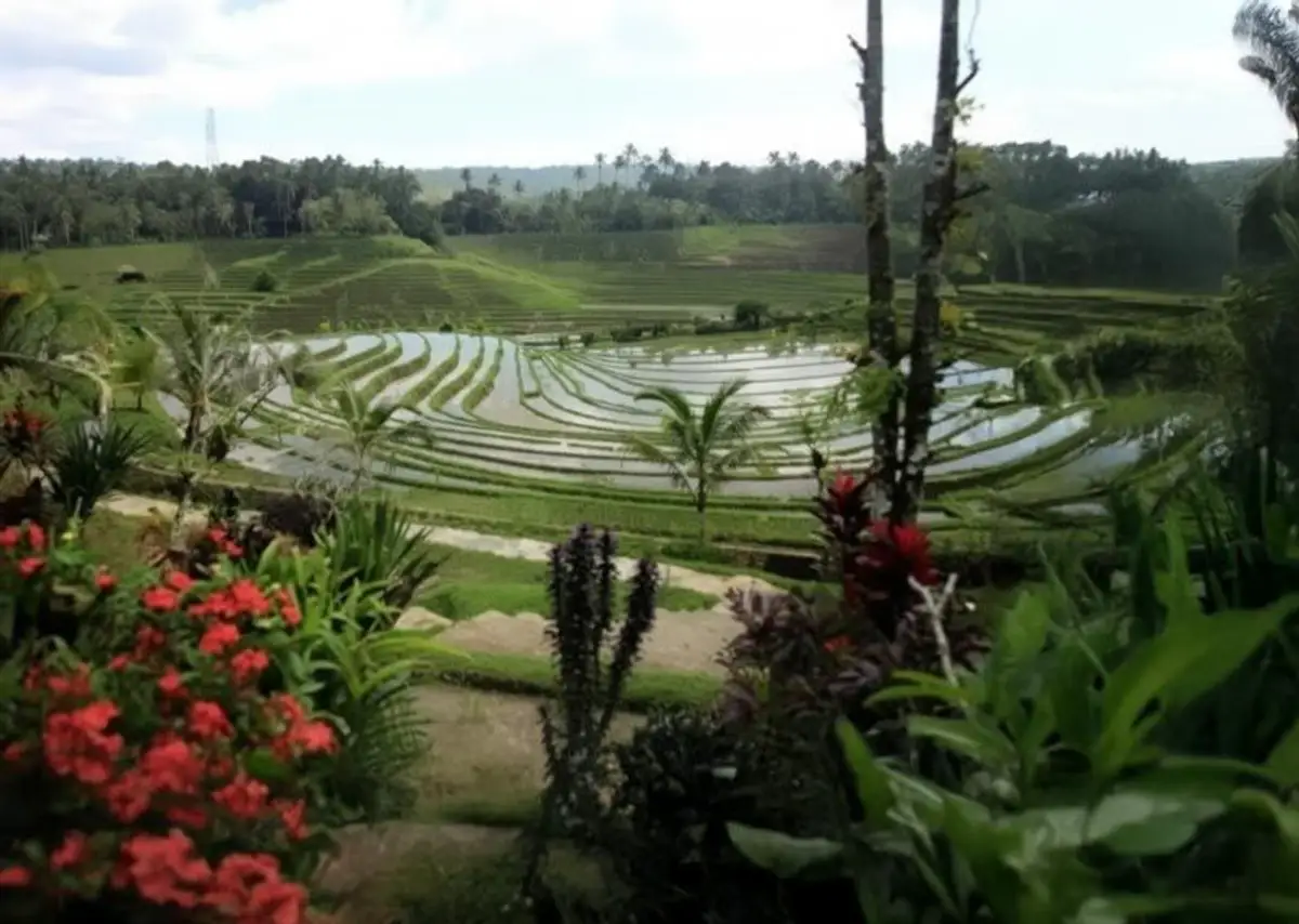 Spaziergang durch die Tegalallang Reisfelder bei Ubud
