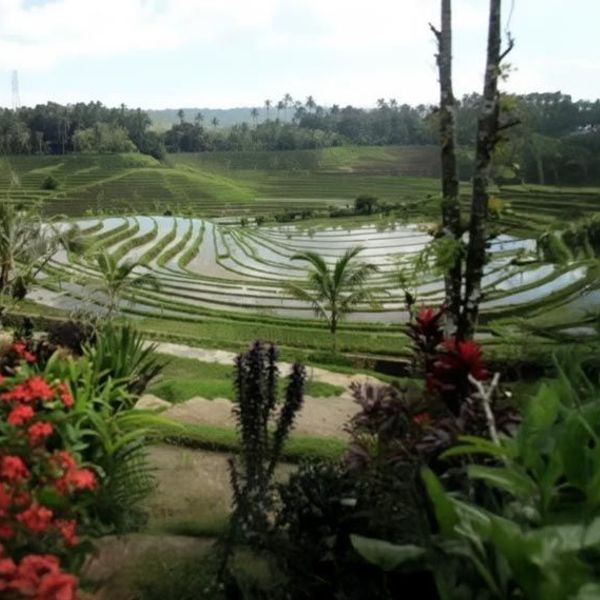 Spaziergang durch die Tegalallang Reisfelder bei Ubud