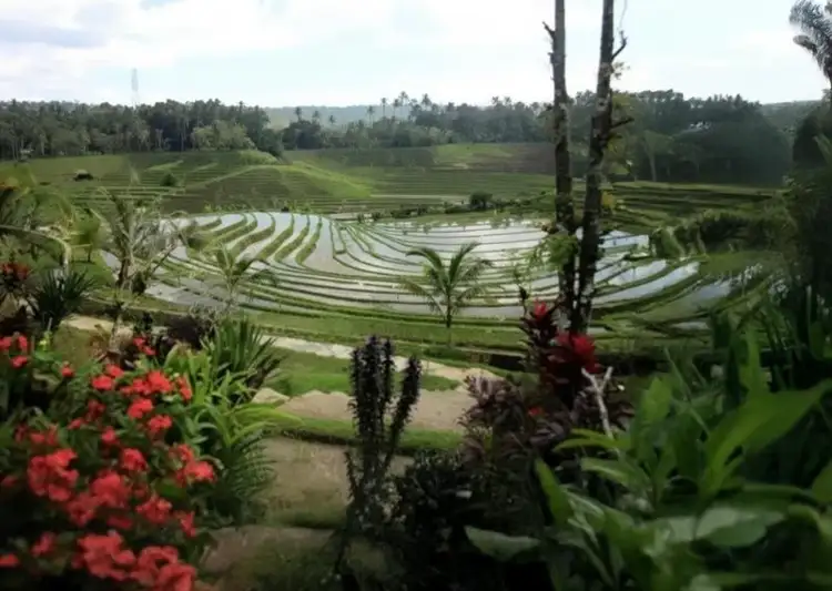 Spaziergang durch die Tegalallang Reisfelder bei Ubud