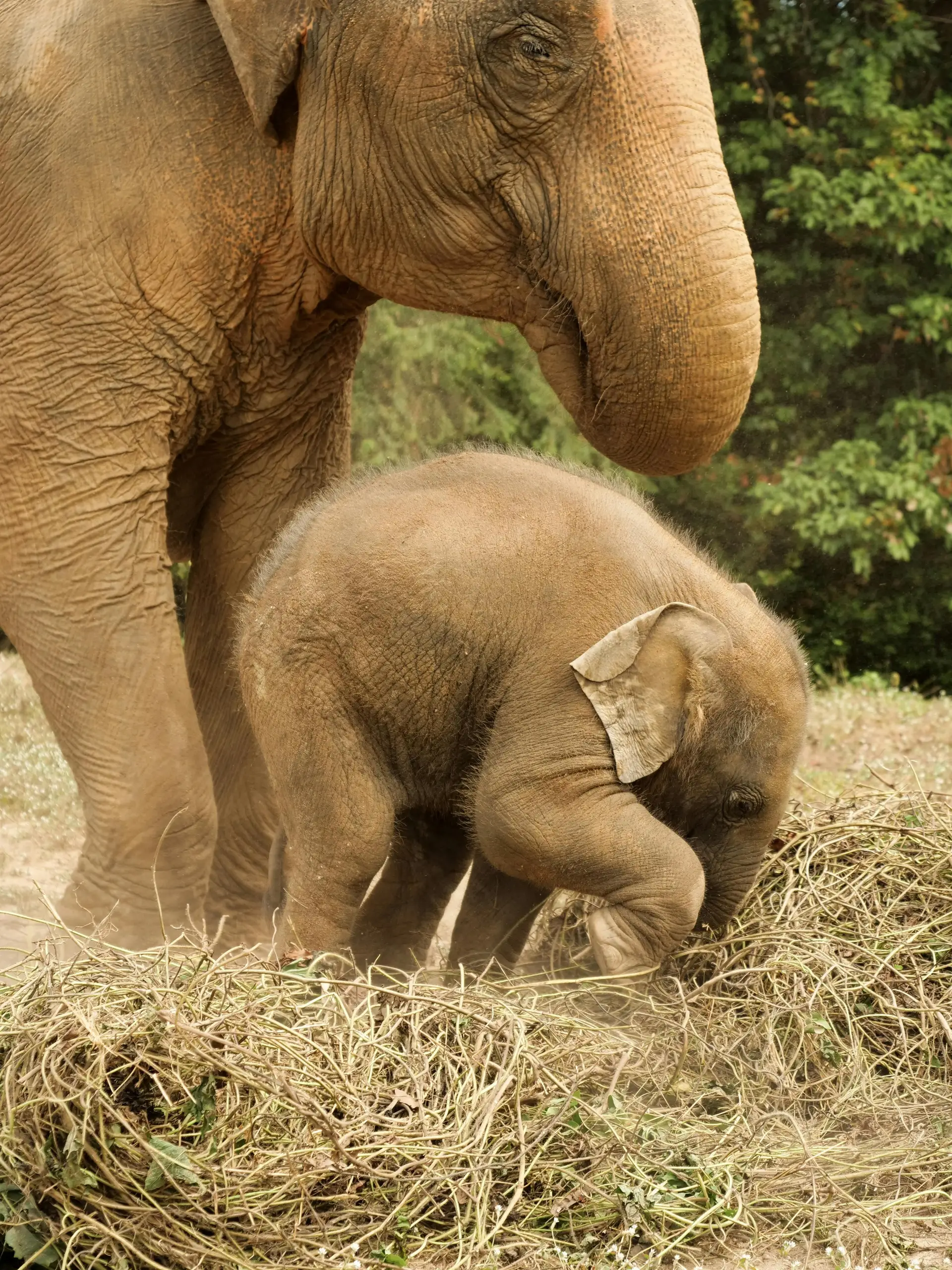 Travel in Asia - A young elephant with its mother in Thailand