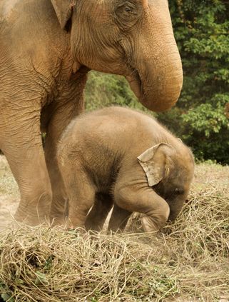 Travel in Asia - A young elephant with its mother in Thailand
