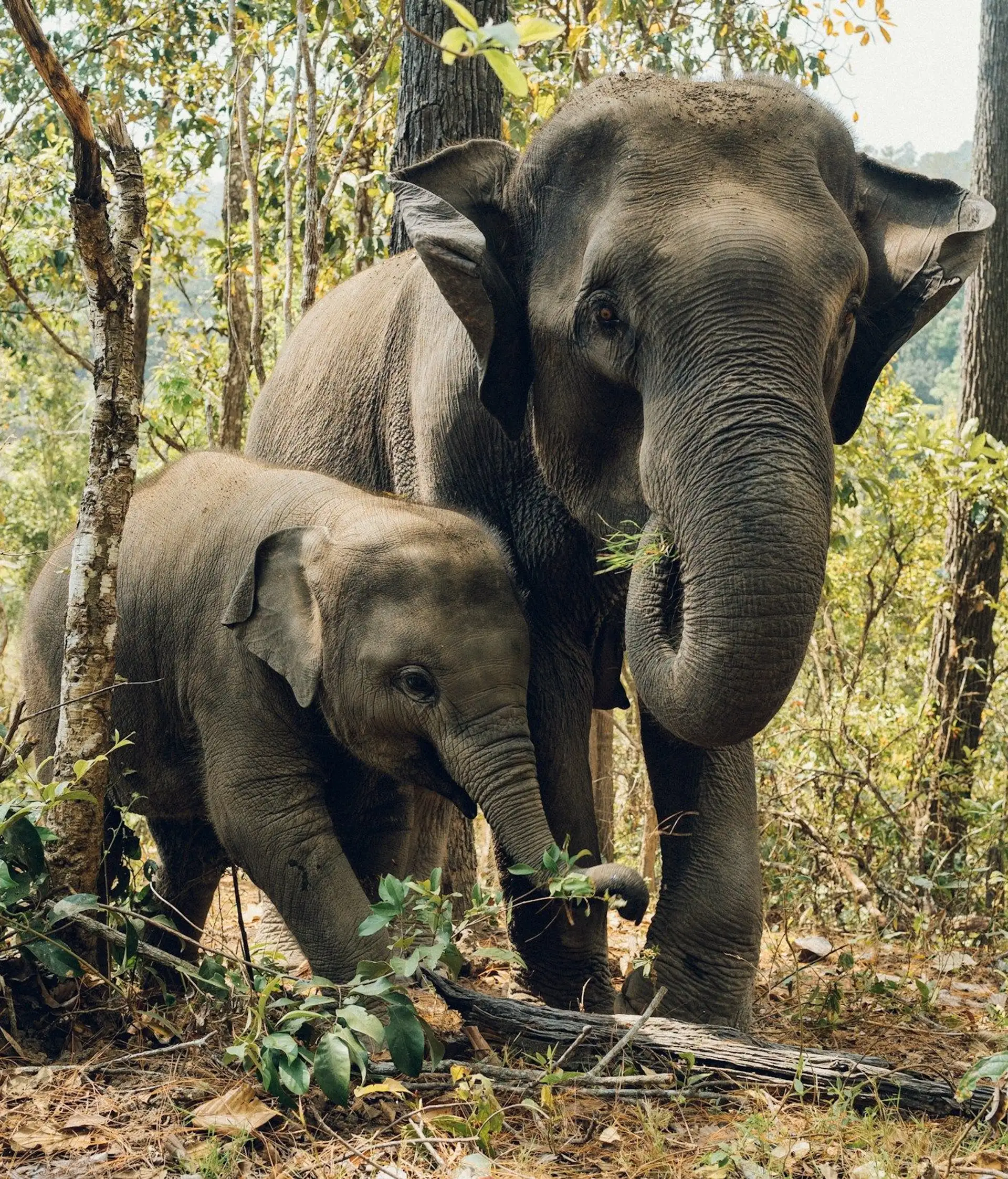 Voyage en Thaïlande - Famille d'éléphants