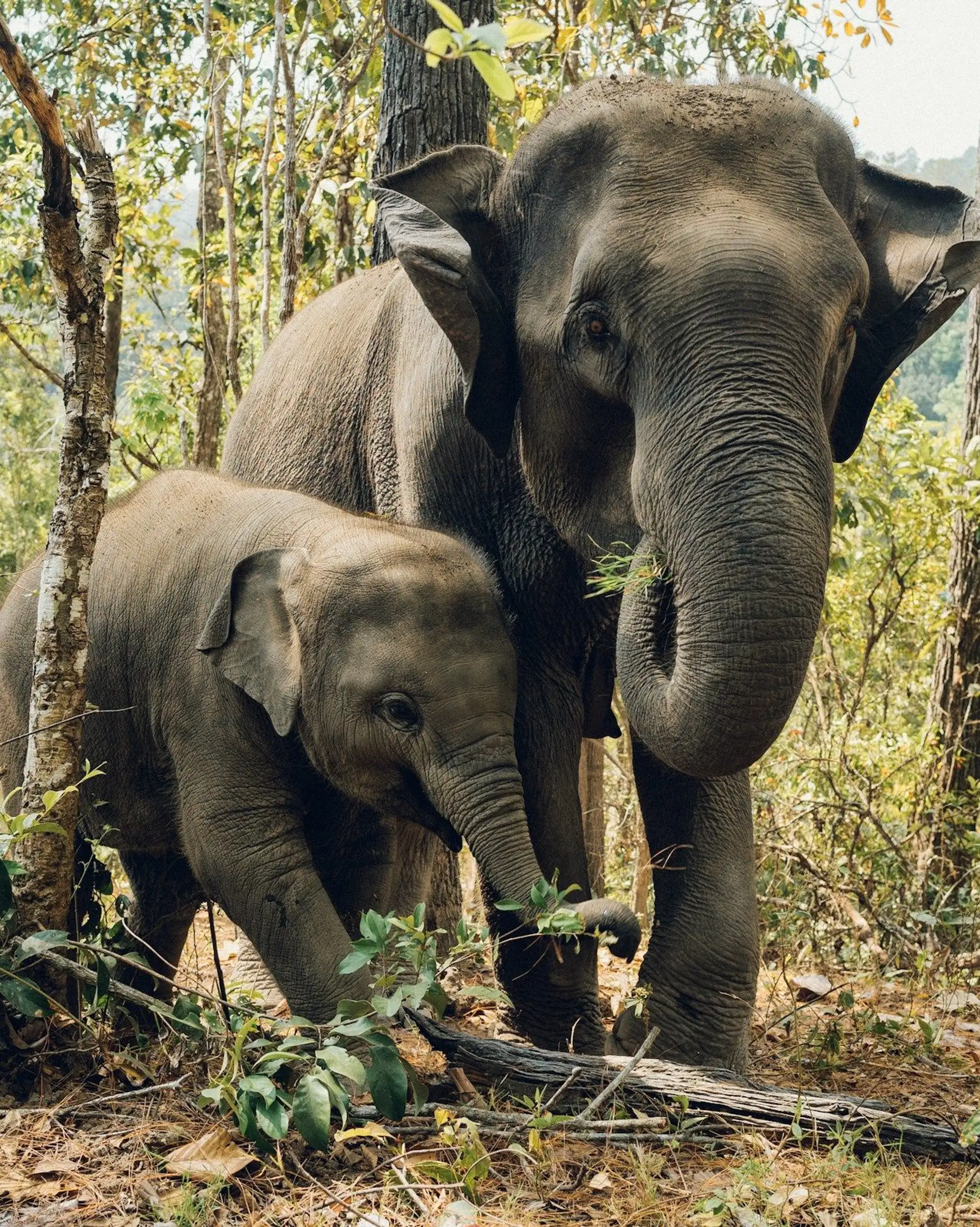 Voyage en Thaïlande - Famille d'éléphants