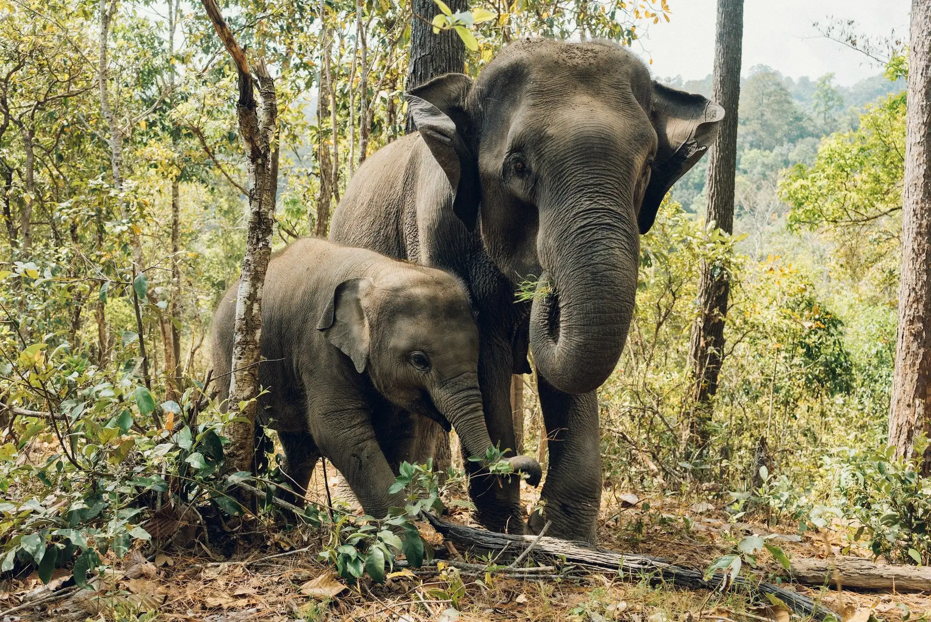Voyage en Thaïlande - Famille d'éléphants