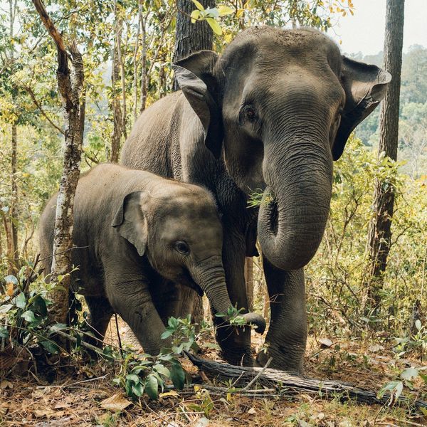 Voyage en Thaïlande - Famille d'éléphants