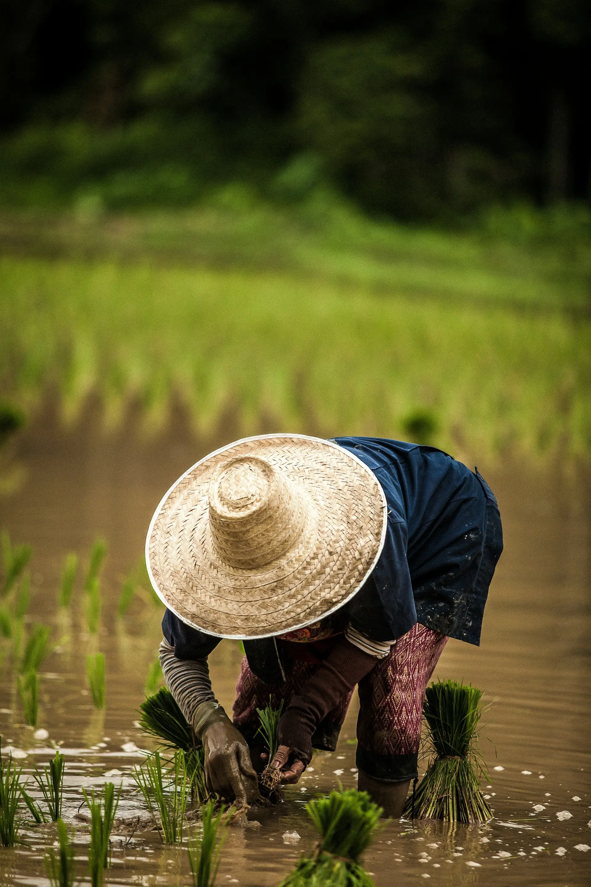 Travel in Asia - A man planting rice in a ricefield in Thailand