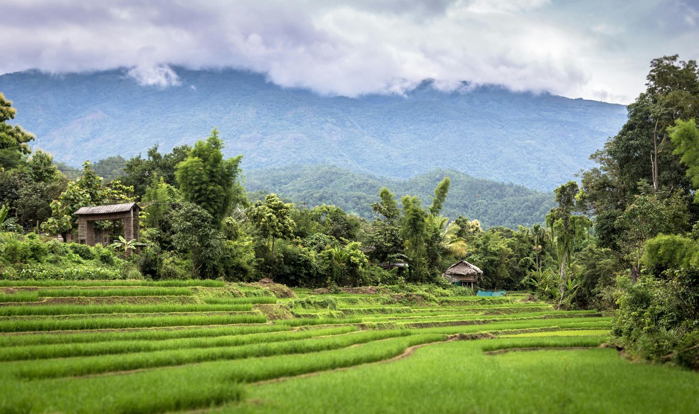 Voyage en Thaïlande - Paysage de rizière