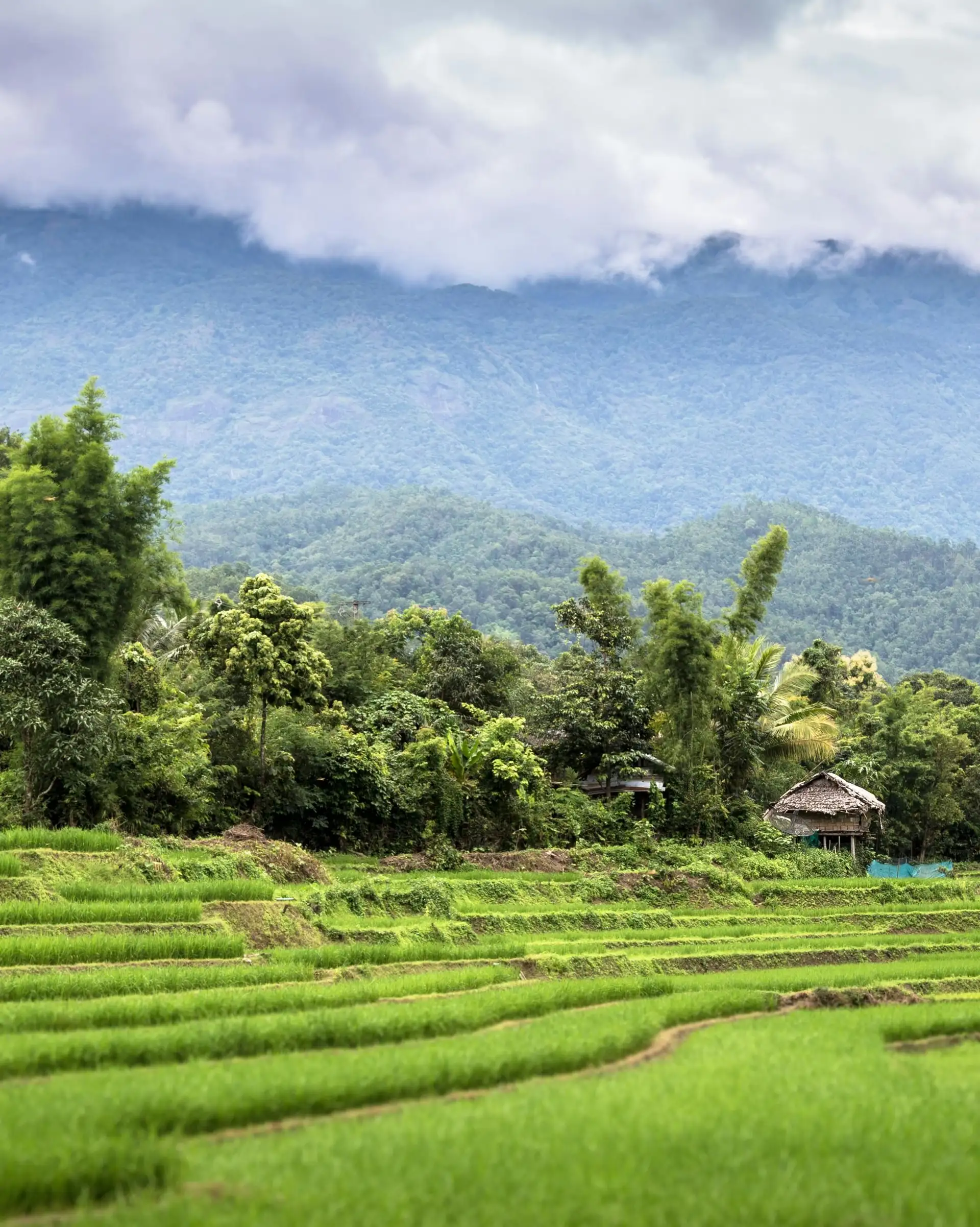 Voyage en Thaïlande - Paysage de rizière