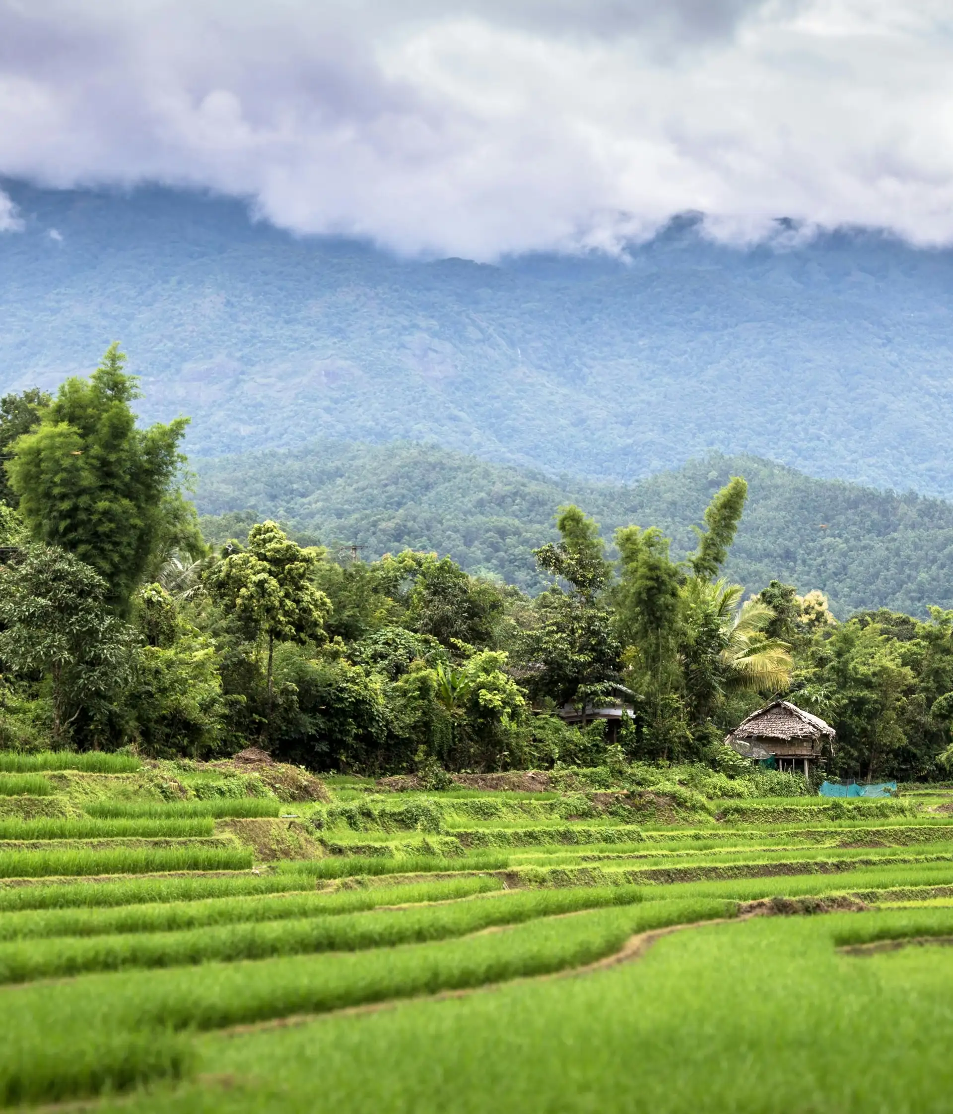 Voyage en Thaïlande - Paysage de rizière