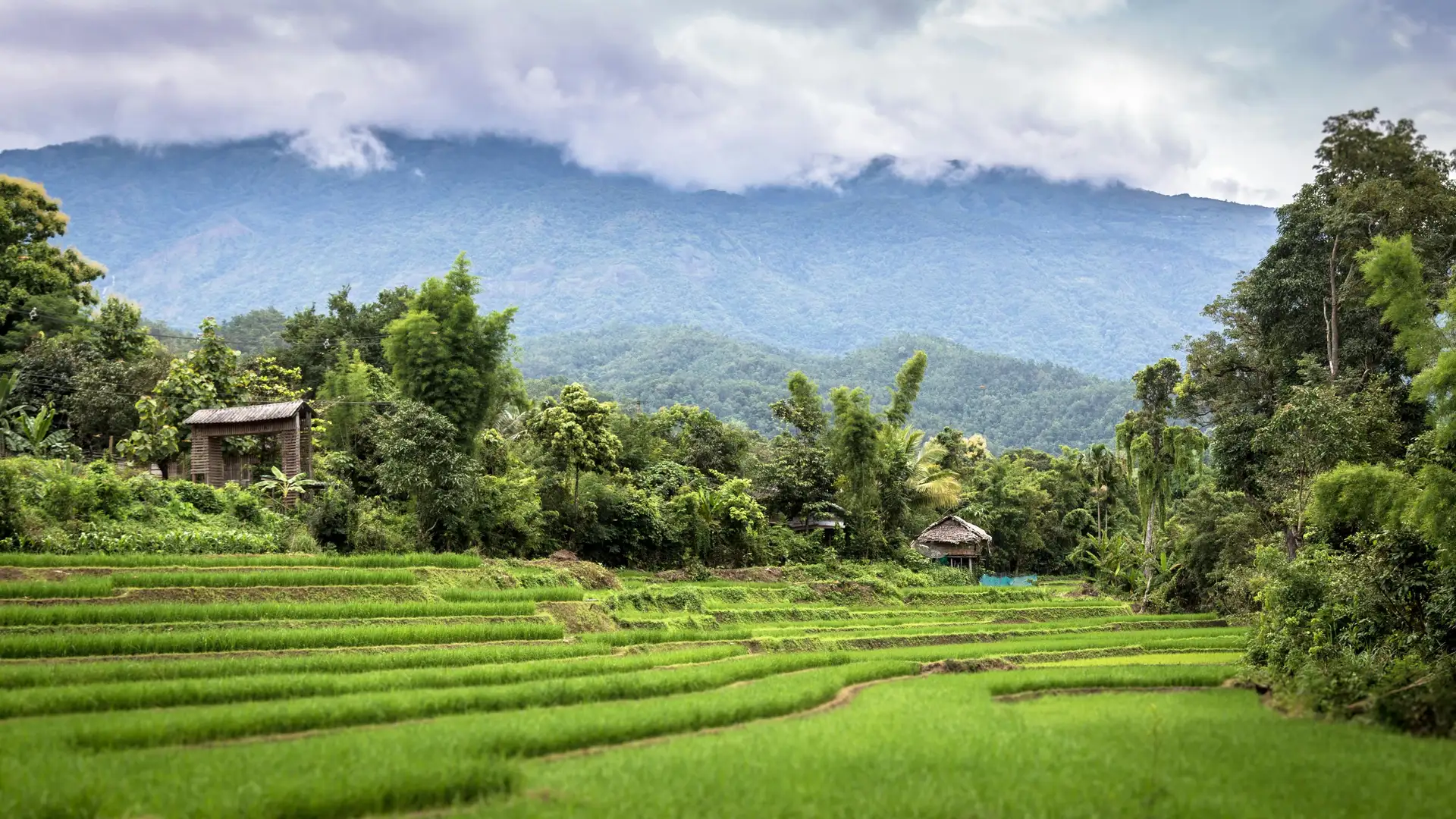 Voyage en Thaïlande - Paysage de rizière