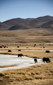 Voyage au Tibet - Vaches de montagne