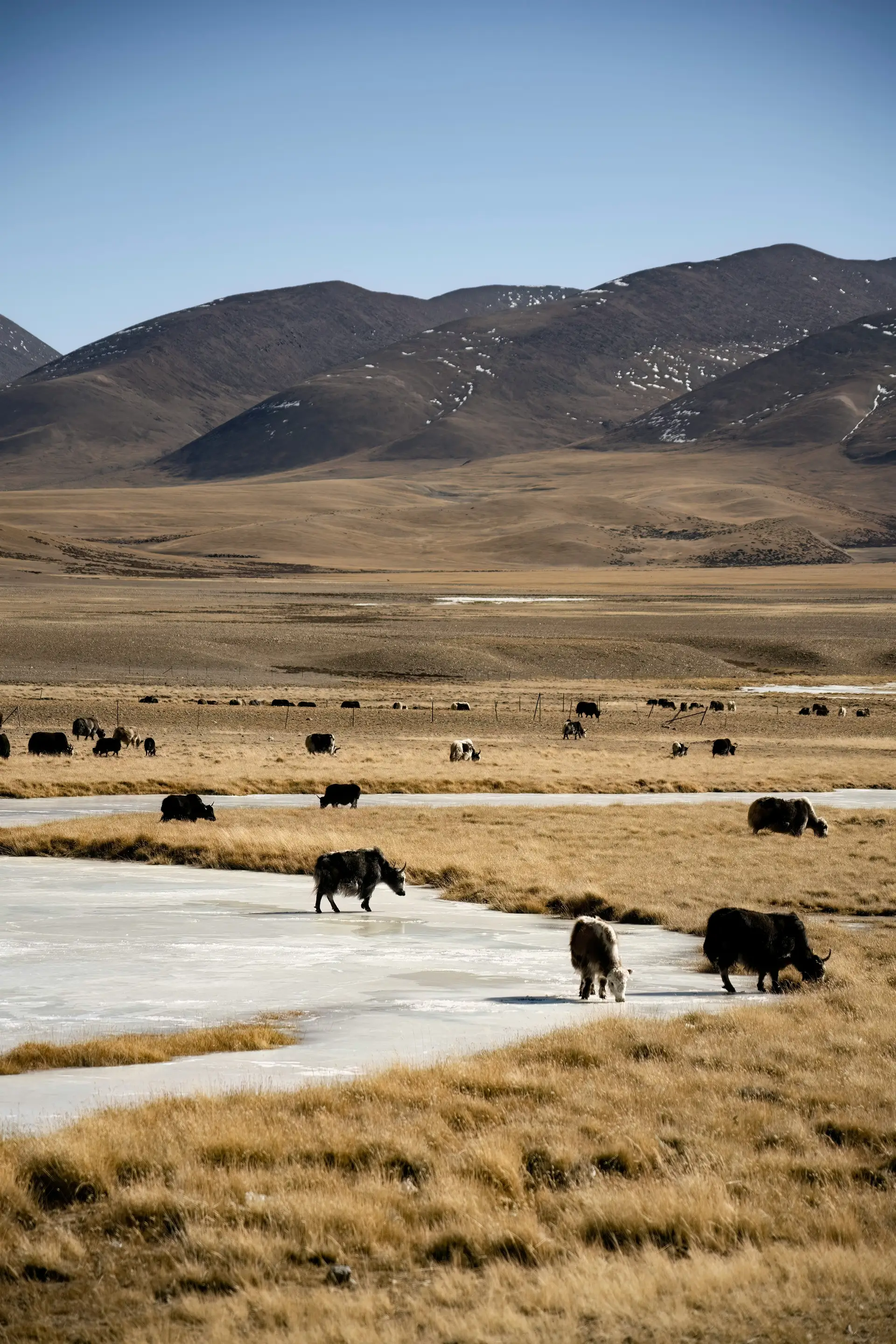 Voyage au Tibet - Vaches de montagne