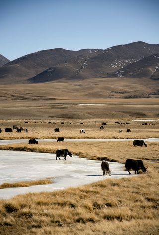 Voyage au Tibet - Vaches de montagne