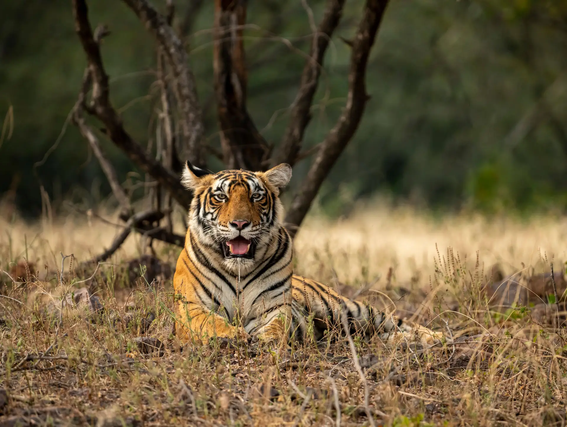 Top 5 des animaux en Inde du Sud