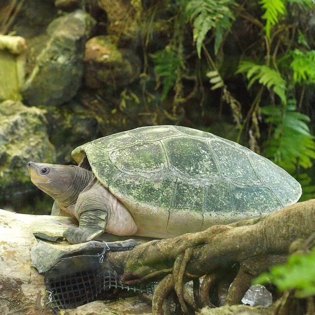 Tortue Verte de Borneo.jpg