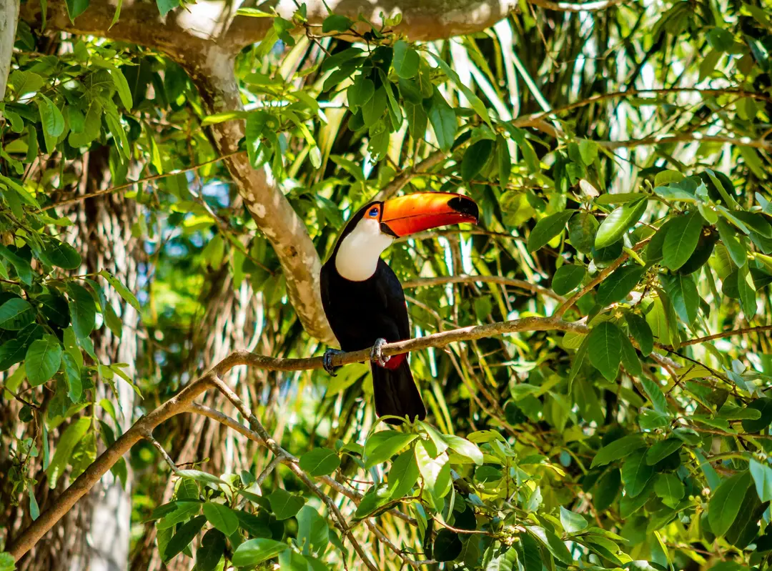 Toucan toco perché au milieu d'un feuillage brésilien luxuriant