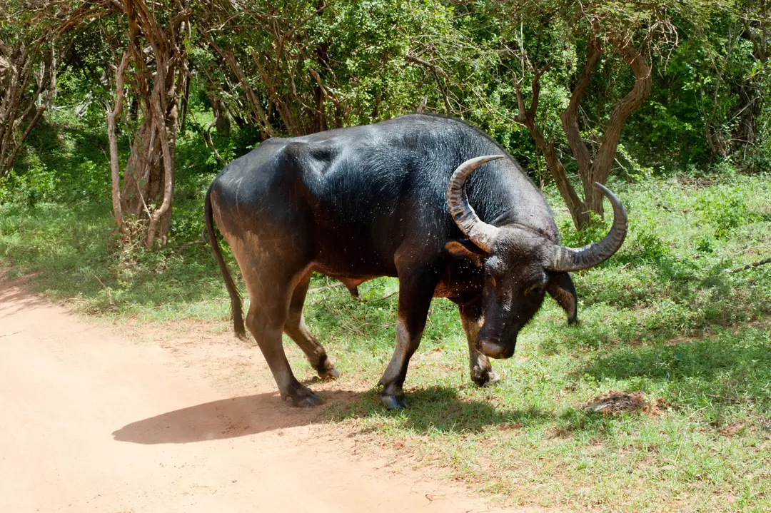 Buffle sauvage observé lors d'un safari au Sri Lanka