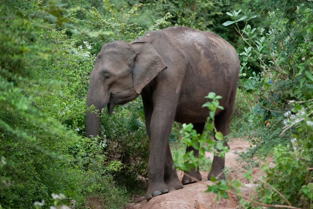 Un éléphant du Sri Lanka se promène dans la végétation luxuriante du parc national d'Udawalawe