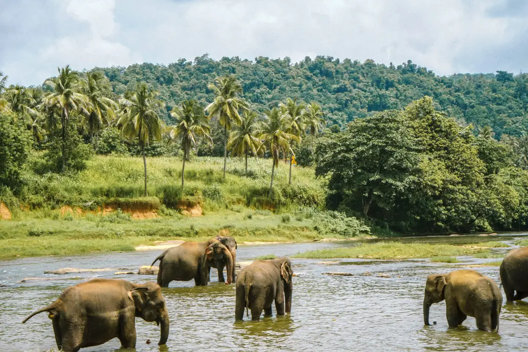 Un groupe d'éléphants se baignant