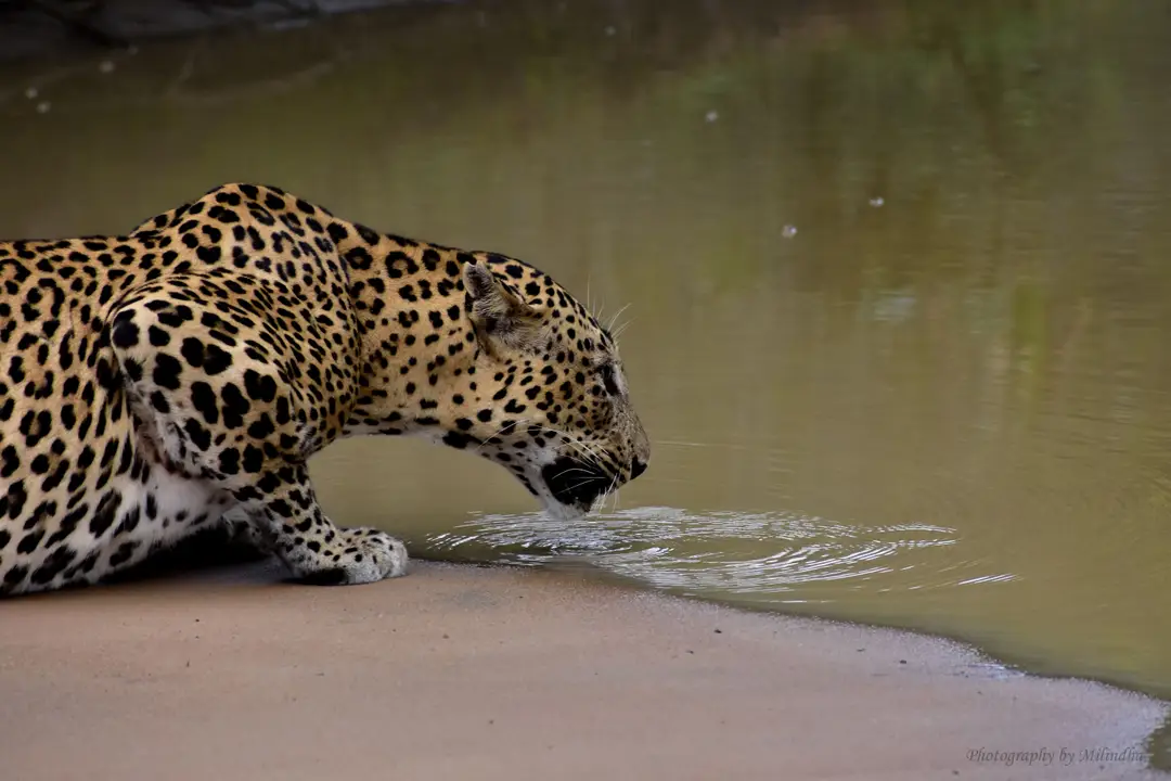 Un majestueux léopard du Sri Lanka en train de boire de l'eau à un étang dans son habitat naturel