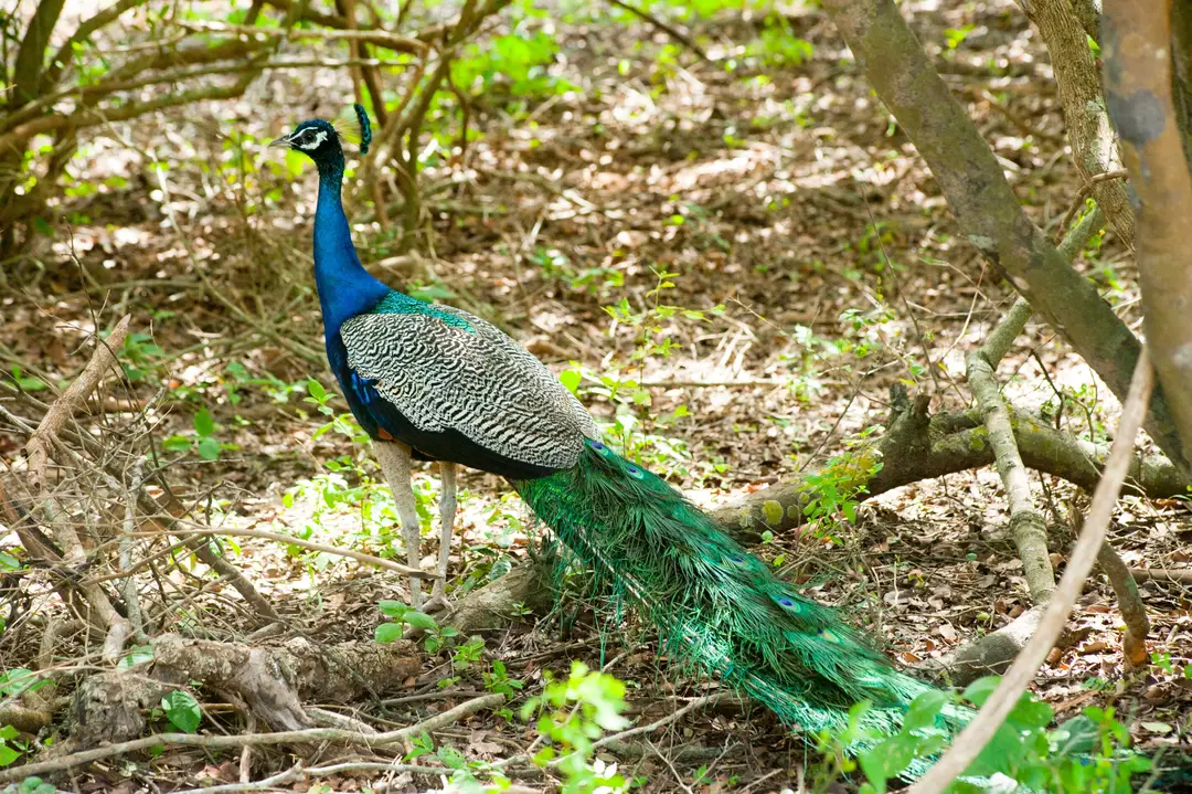 Un paon vibrant exhibant son plumage coloré dans une forêt tropicale du Sri Lanka
