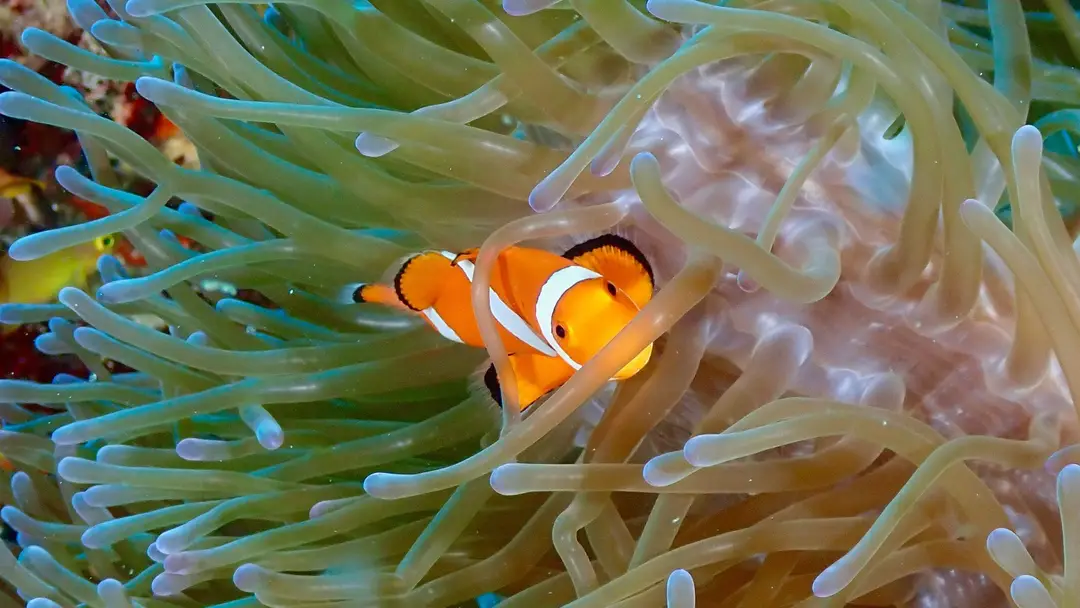 Un poisson-clown aux couleurs éclatantes, niché dans une anémone de mer au milieu d'un récif corallien multicolore