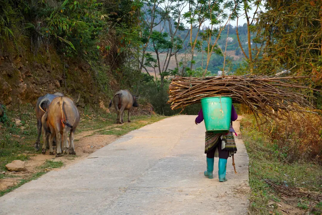 Une femme Hmong transportant du bois le long d'un chemin rural à Bac Ha.jpg