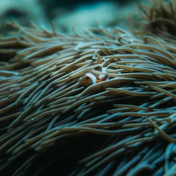 Voyage en Asie — Gros plan d'un poisson-clown dans les tentacules d'une anémone à Bali : ambiance sous-marine feutrée.