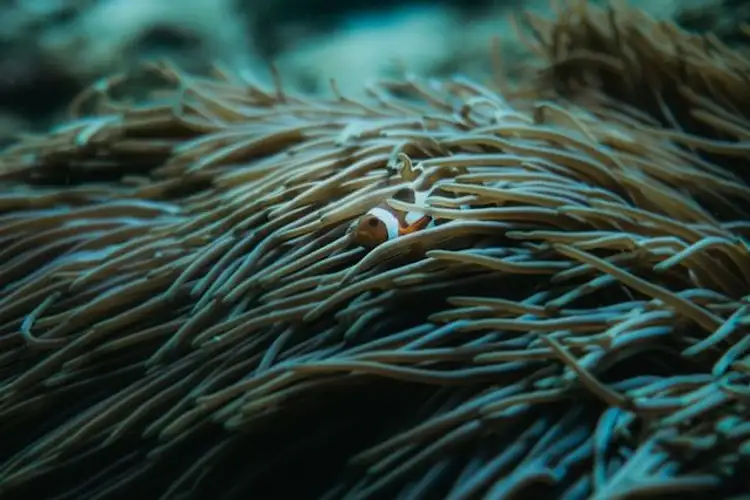 Voyage en Asie — Gros plan d'un poisson-clown dans les tentacules d'une anémone à Bali : ambiance sous-marine feutrée.