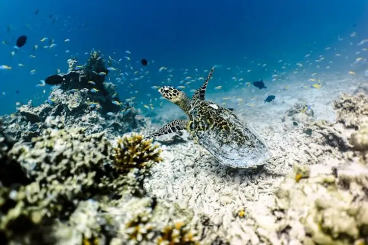 An diesem freien Tag können Sie die Unterwasserwelt auf den Malediven entdecken