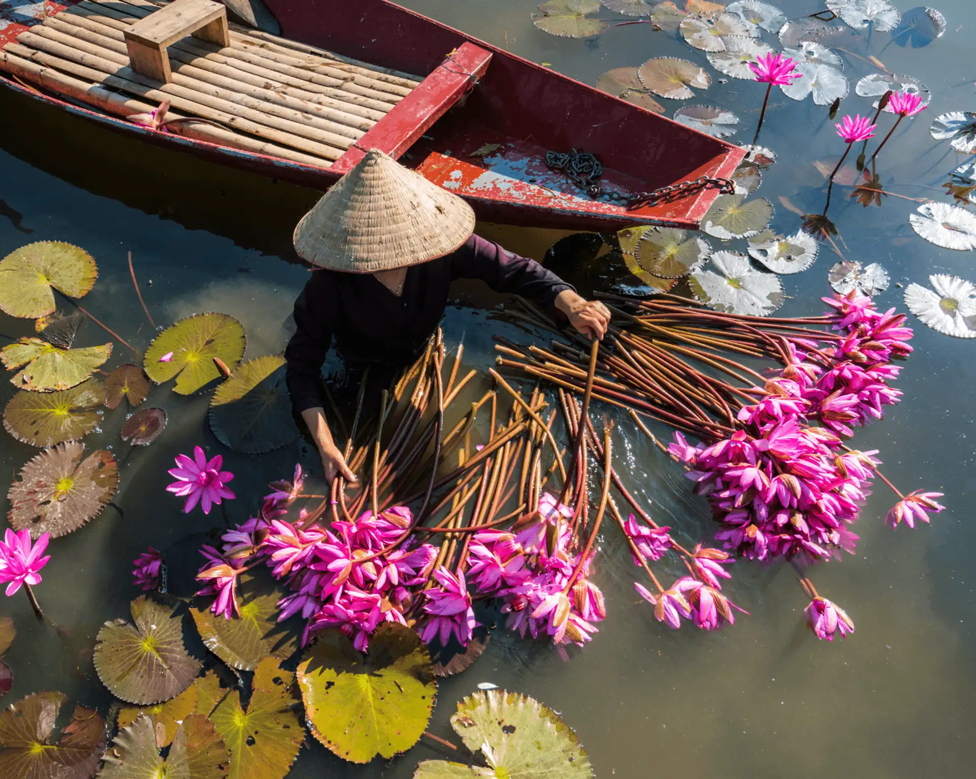 Voyage en Asie – Une femme en chapeau conique récolte des fleurs de lotus roses sur une barque au Vietnam.