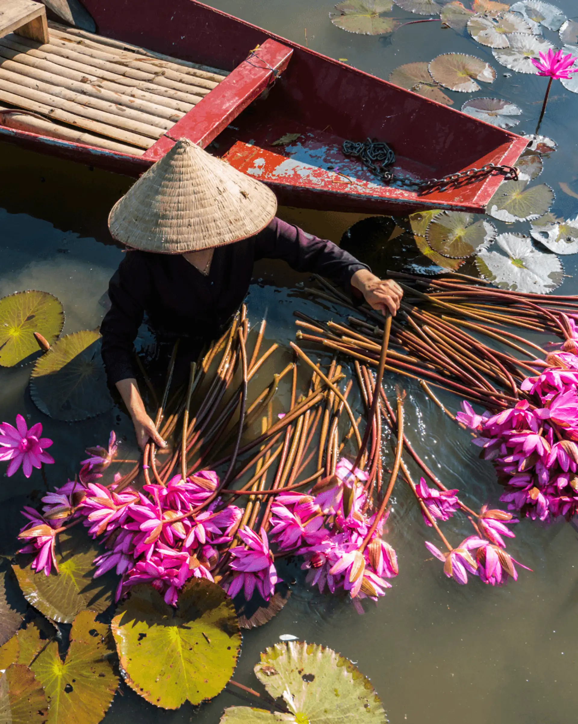Voyage en Asie – Une femme en chapeau conique récolte des fleurs de lotus roses sur une barque au Vietnam.