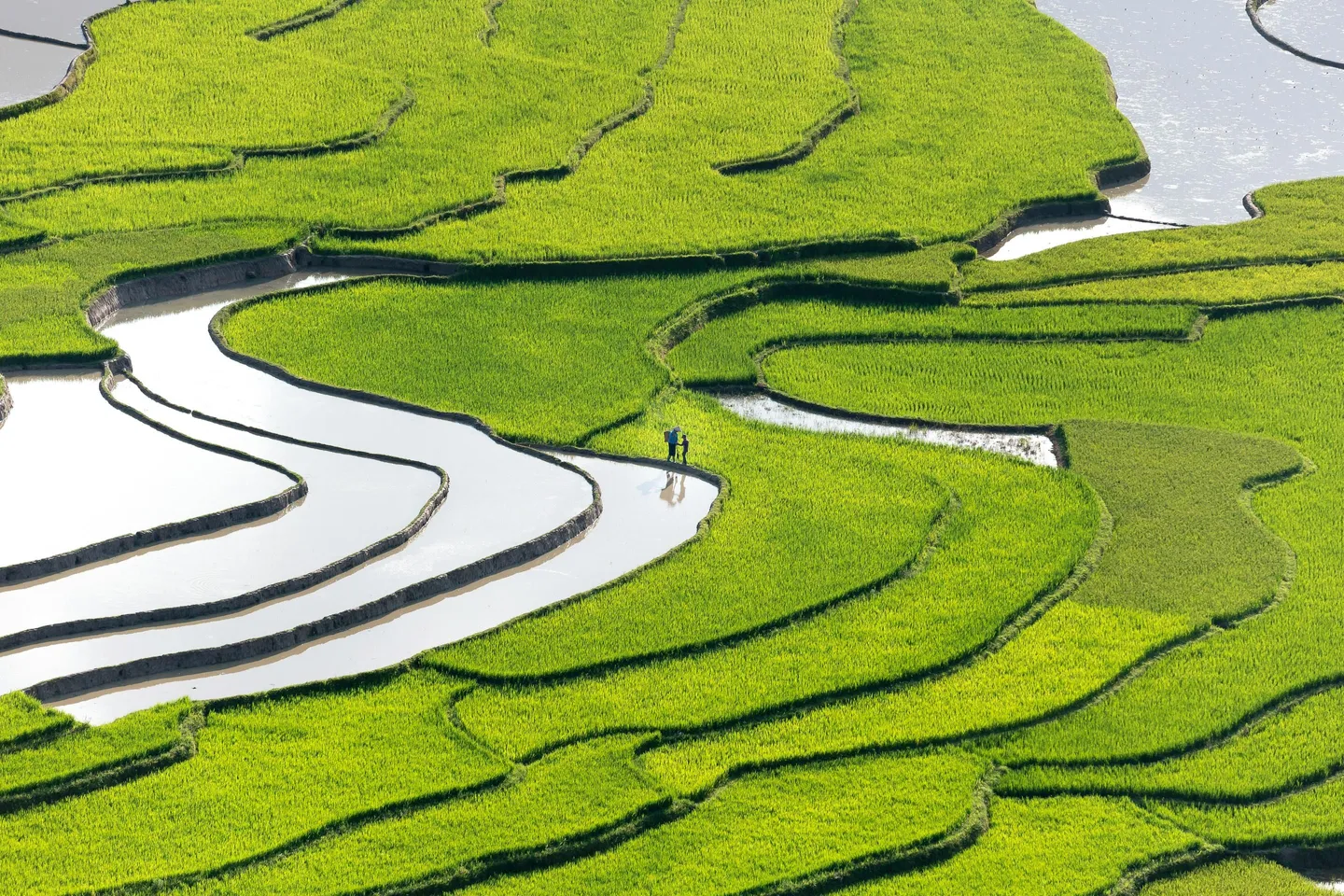 Vietnam Sapa Yen Bai ricefield pexel.jpg