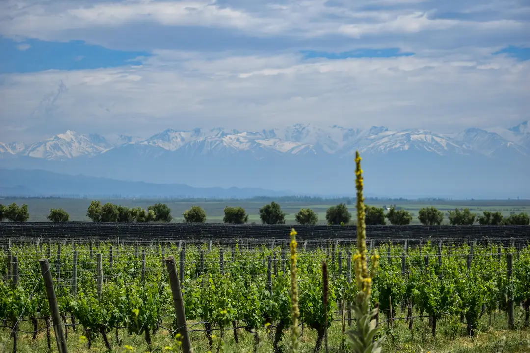 Vignobles dans la région de Tunuyán, près de Mendoza, en Argentine
