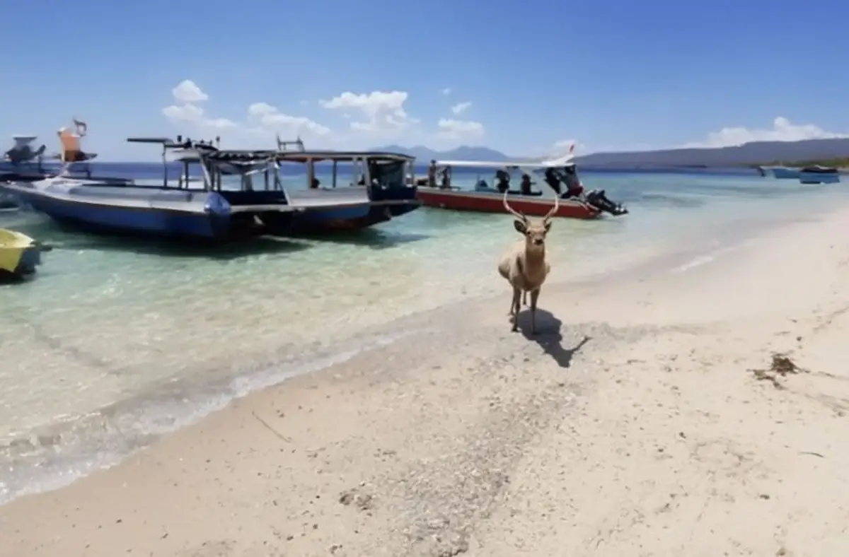 West Bali Nationalpark mit Hirsch am Strand