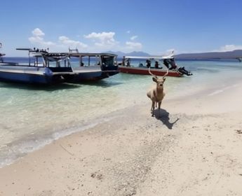 West Bali Nationalpark mit Hirsch am Strand