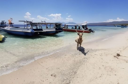 West Bali Nationalpark mit Hirsch am Strand