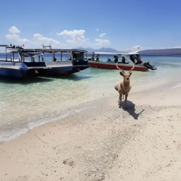 West Bali Nationalpark mit Hirsch am Strand