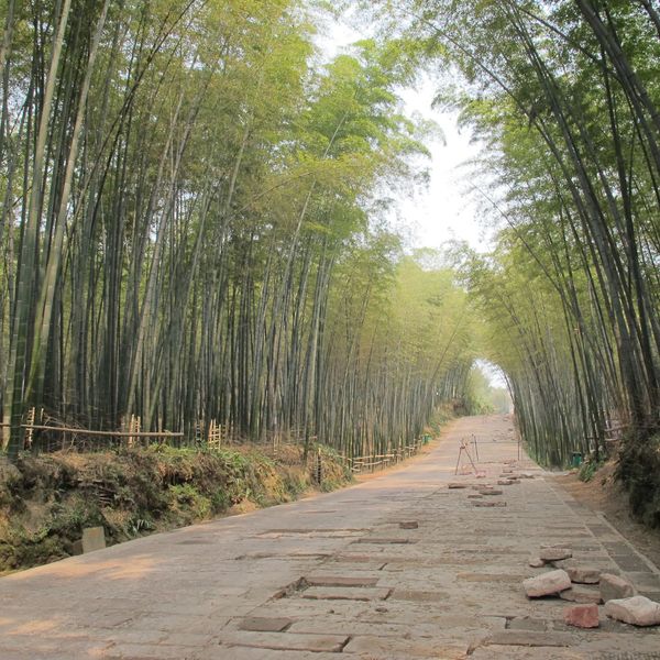 Voyage en Chine - Bambou Yibin commun Tianfuensis