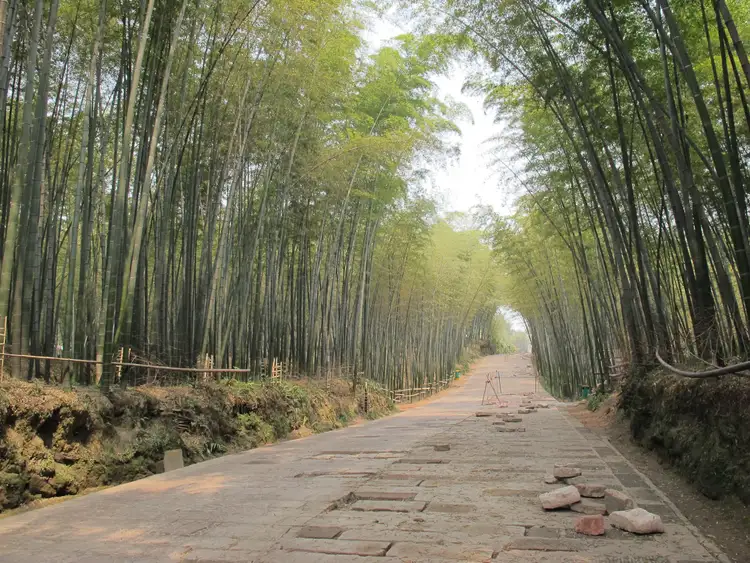 Voyage en Chine - Bambou Yibin commun Tianfuensis