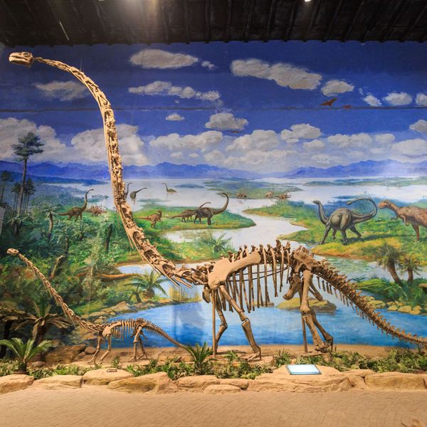 Voyage en Chine - Musée des dinosaures Zigong Omeisaurus Tianfuensis