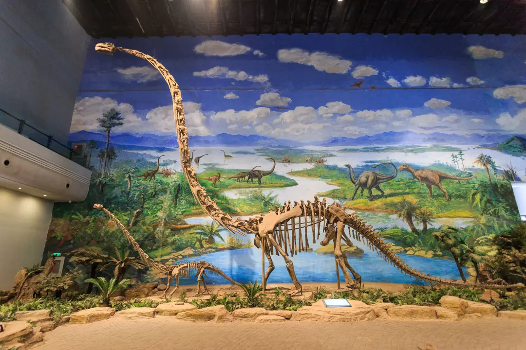 Voyage en Chine - Musée des dinosaures Zigong Omeisaurus Tianfuensis