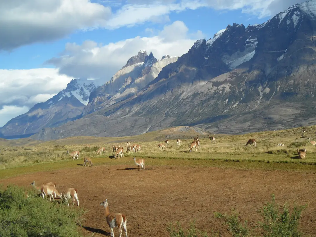 Randonnée avec des alpagas en Patagonie argentine