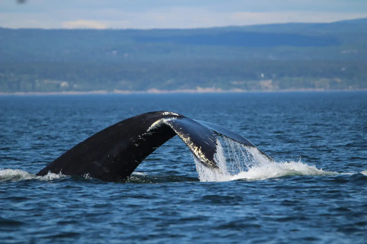 Queue d'une baleine plongeant dans les eaux bleues du fleuve Saint-Laurent avec le relief côtier à l'horizon près de Tadoussac