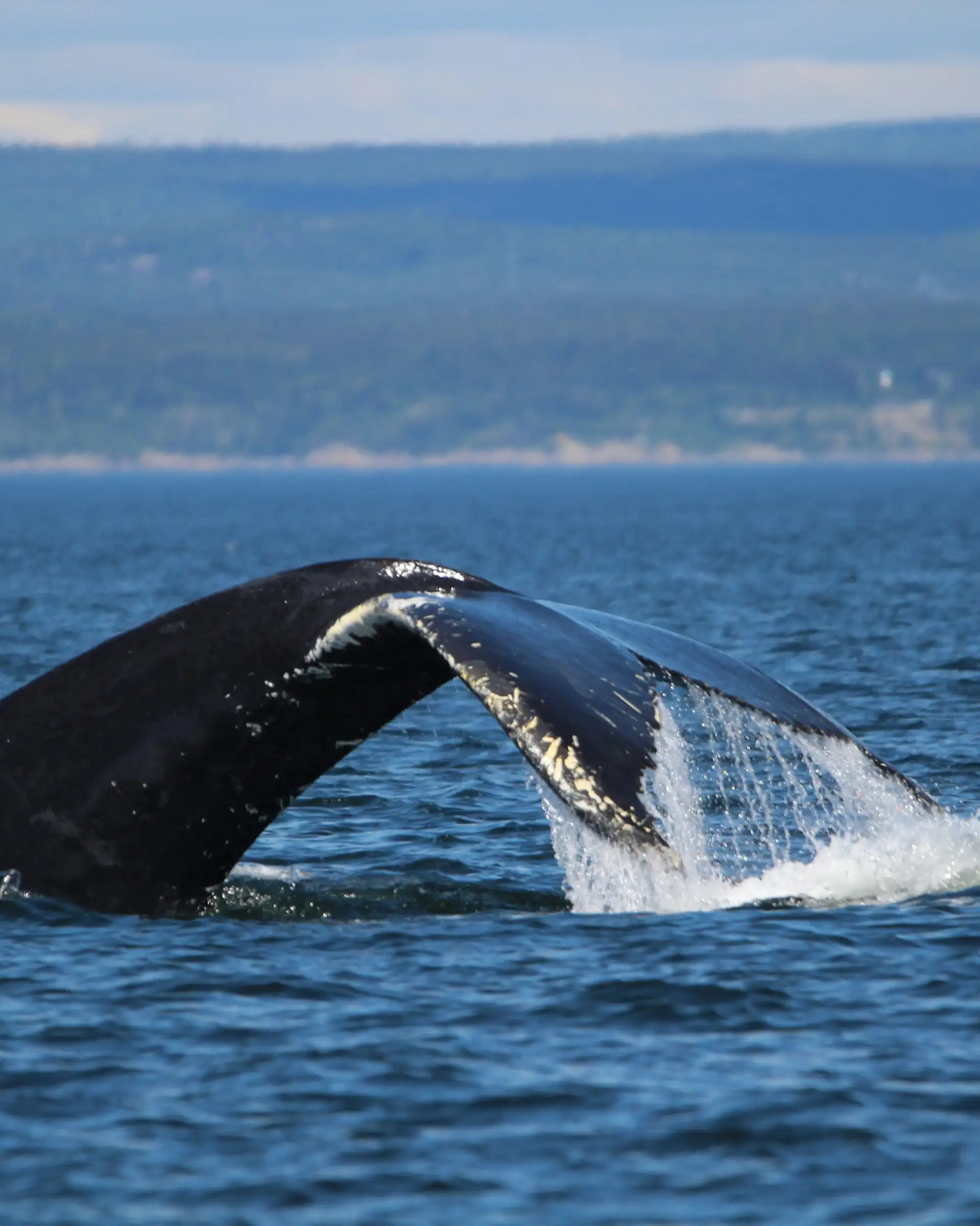 Queue d'une baleine plongeant dans les eaux bleues du fleuve Saint-Laurent avec le relief côtier à l'horizon près de Tadoussac